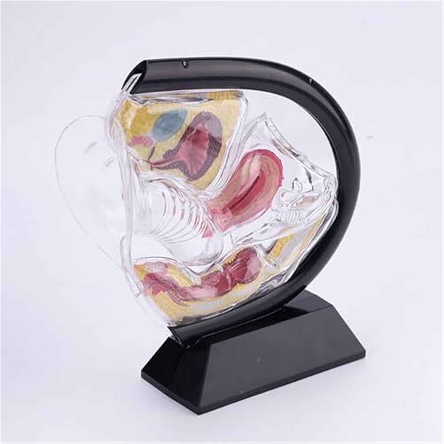 Female Transparent Uterine Anatomy and Pelvic Rectal Teaching Model for Medical Education and Training(Black)