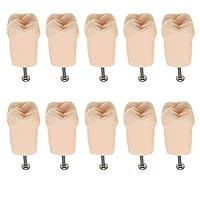 Vista 9 de Modelo de estudio de dientes de práctica de Typodont dental, modelo de estudio, dientes de repuesto individual, enseñanza de estudiantes