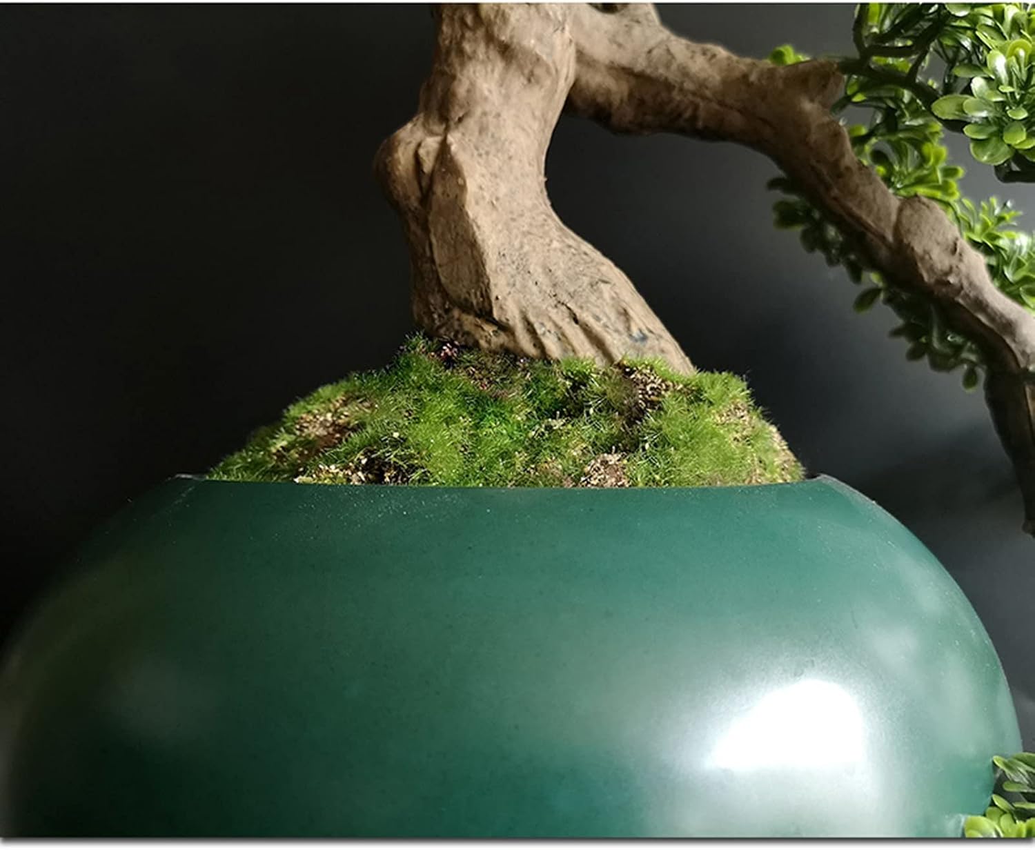 五葉松 斑入り 盆栽 8号陶器鉢つき 美形