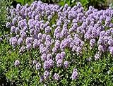 500 Samen Teppich trittfest Thymian Sand Thymian Feldthymian Thymus serpyllum winterhart