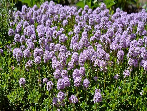 500 Samen Teppich trittfest Thymian Sand Thymian Feldthymian Thymus serpyllum winterhart