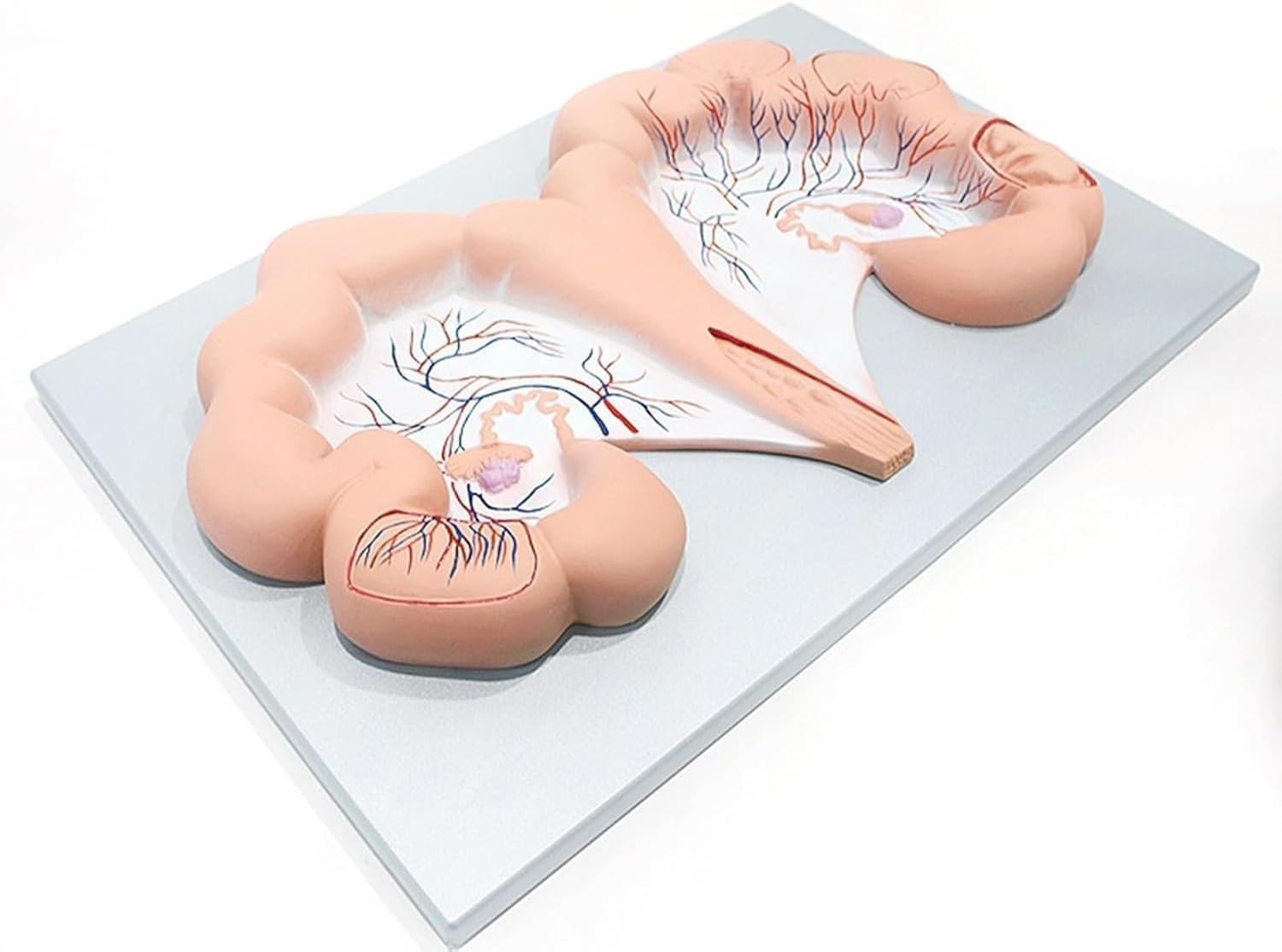 Pig Uterus and Ovary Anatomical Model, Animal Reproductive System and Physiology Education, Life-Size Anatomy Replica, for Doctors Educational Teaching Tool.