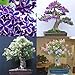 Produktbild FERRY HOCH KEIMUNG Seeds Nicht NUR Pflanzen: Typ3: 50Pcs Multi Color Garten Balkon Schöner Bonsai SeedsFlowers Btl8