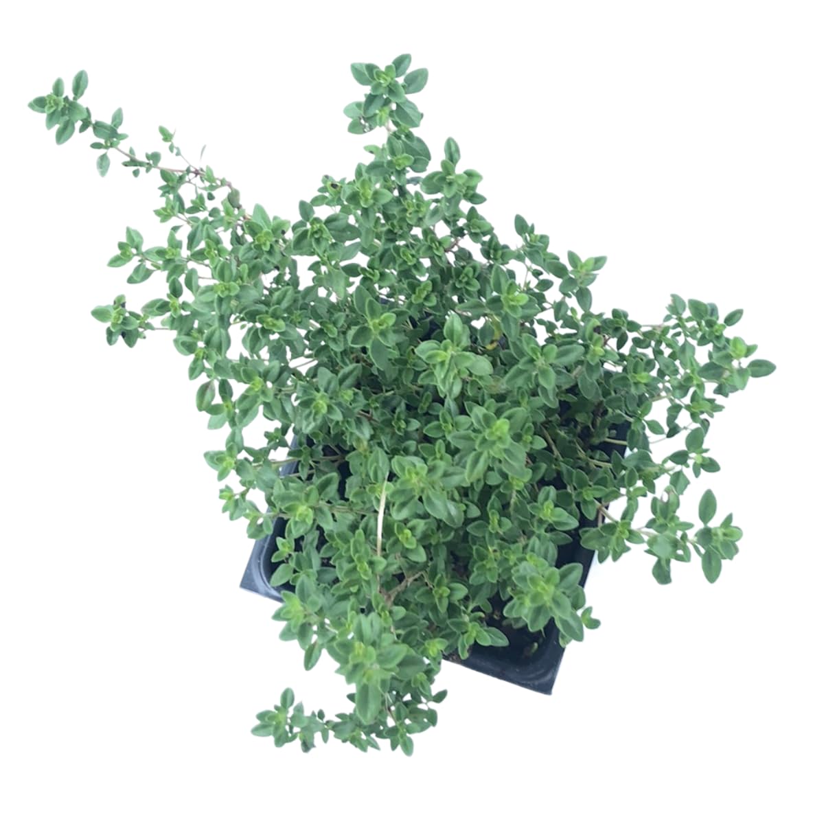 Smoke Camp Crafts English Thyme Plant