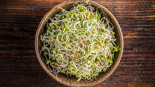 Miniatura 2 de Alfalfa Microgreen seeds-12 oz "COOL BEANS n SPROUTS" Marca - Jardinería doméstica.