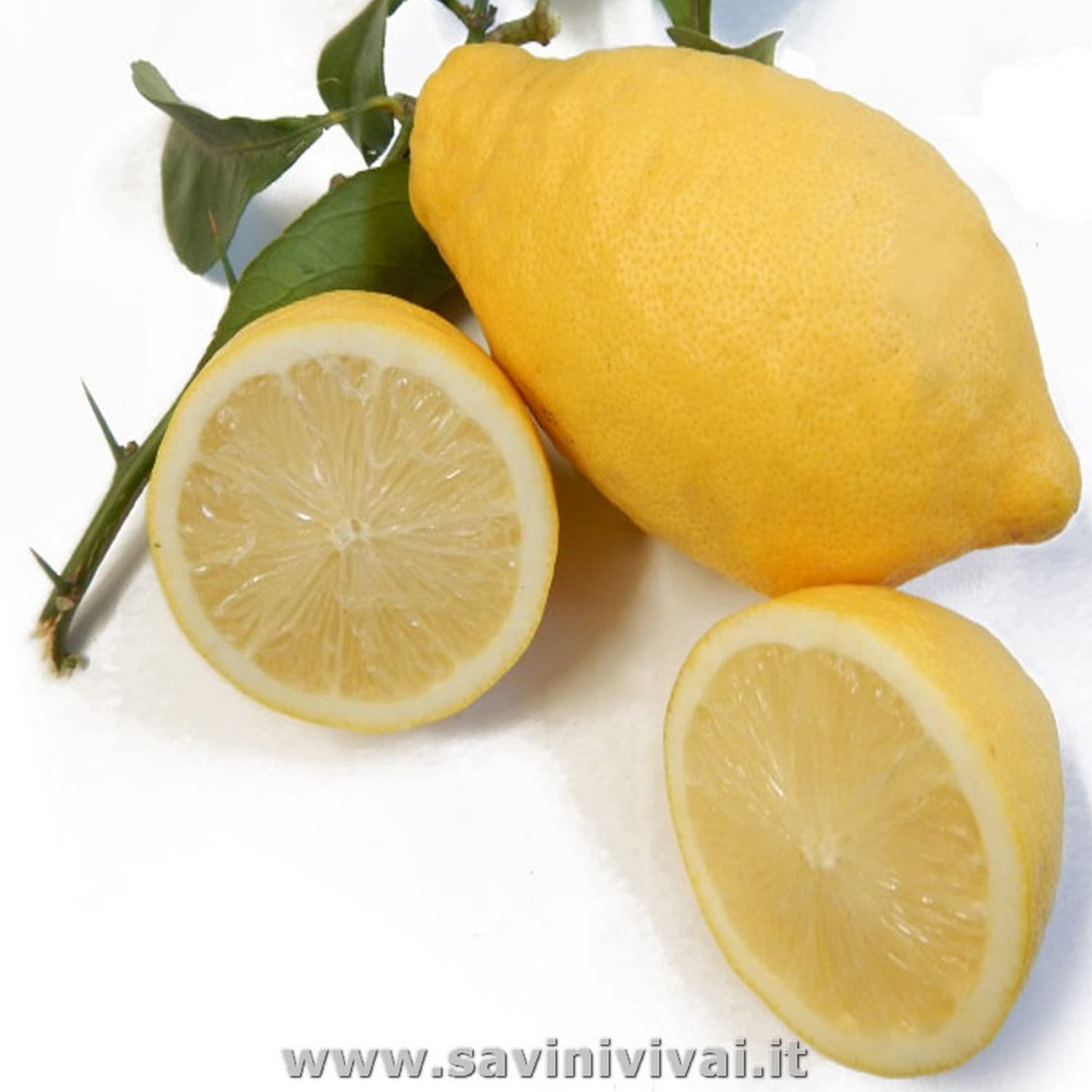 SAVINI VIVAI Pianta di Limone Albero Agrumi Lunario Limone ad Alberello in Vaso da 20 cm altezza 70 cm 2-3 Anni di innesto Made Italy