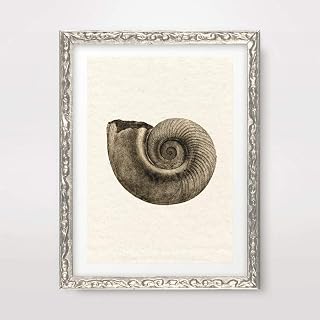 AMMONITE FOSSIL VINTAGE ANIMAL ILLUSTRATION DIAGRAM DRAWING ART PRINT Poster Antique Sepia Neutral Home Decor Design Wall Picture A4 A3 A2 (10 Size Options)