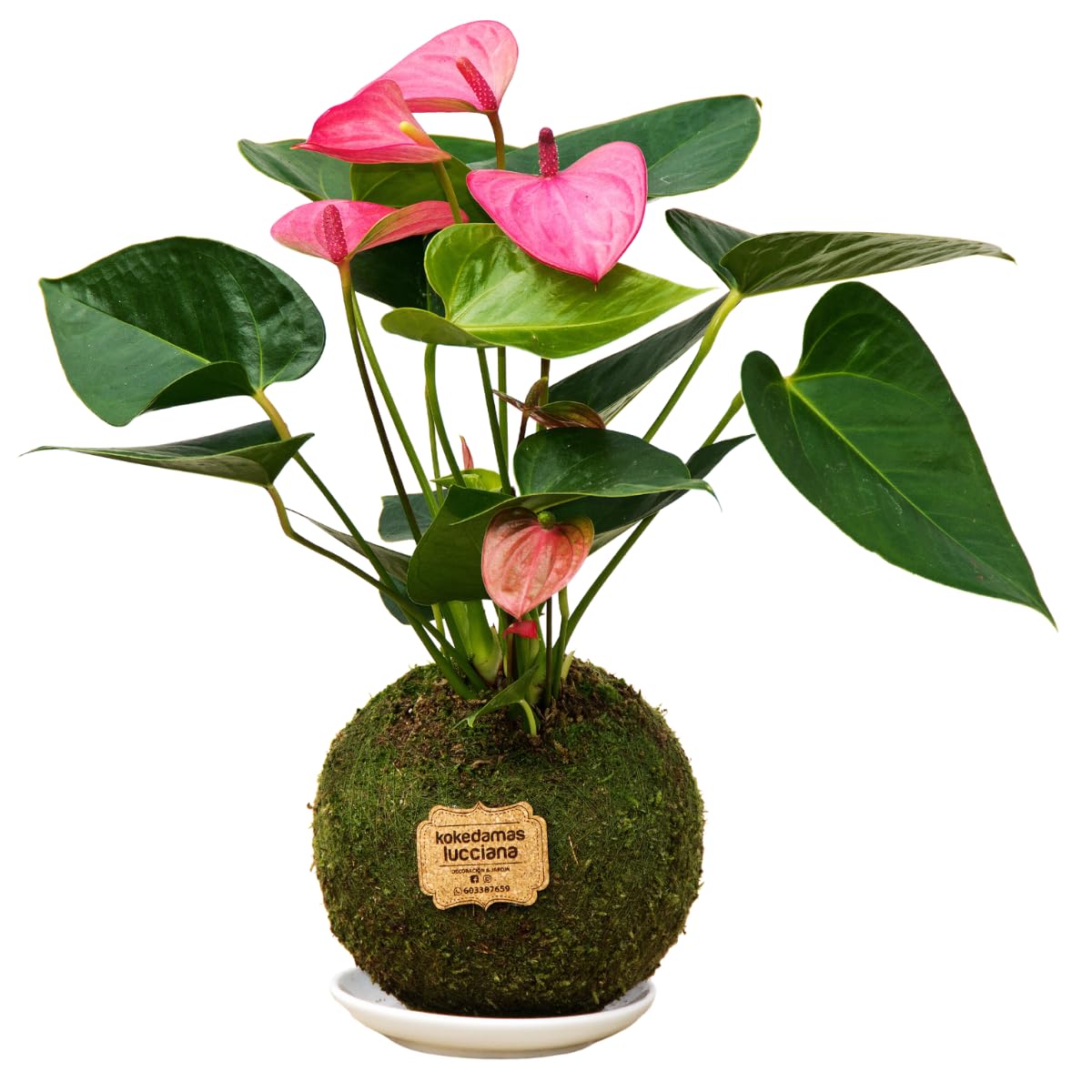Kokedamas Lucciana Anturio Rosa - Kokedama Interior | Bola de Musgo Vivo | Planta Natural | Planta Interior | Decoración Hogar | Fácil Cuidado y Mantenimiento