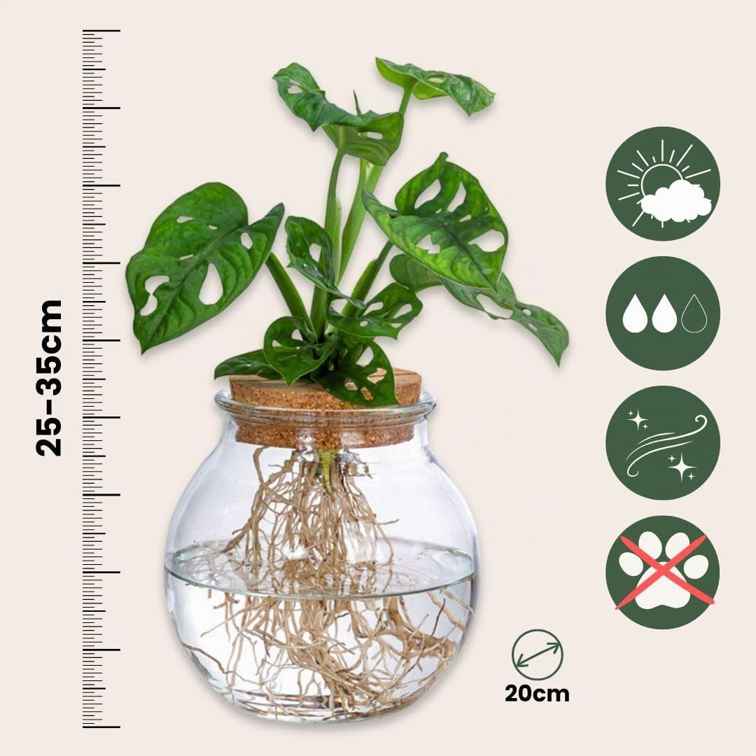 which soil for monstera Substrate Blend - Soil for Monstera and Philodendron main image 0