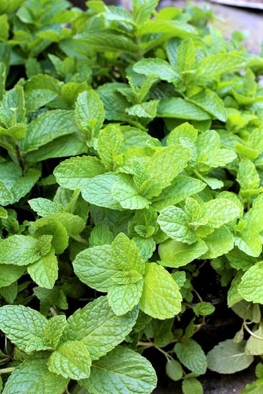 Miniatura 5 de Mojito Mint Plant Live, maceta de 4 inc, hierba bien enraizada para plantar