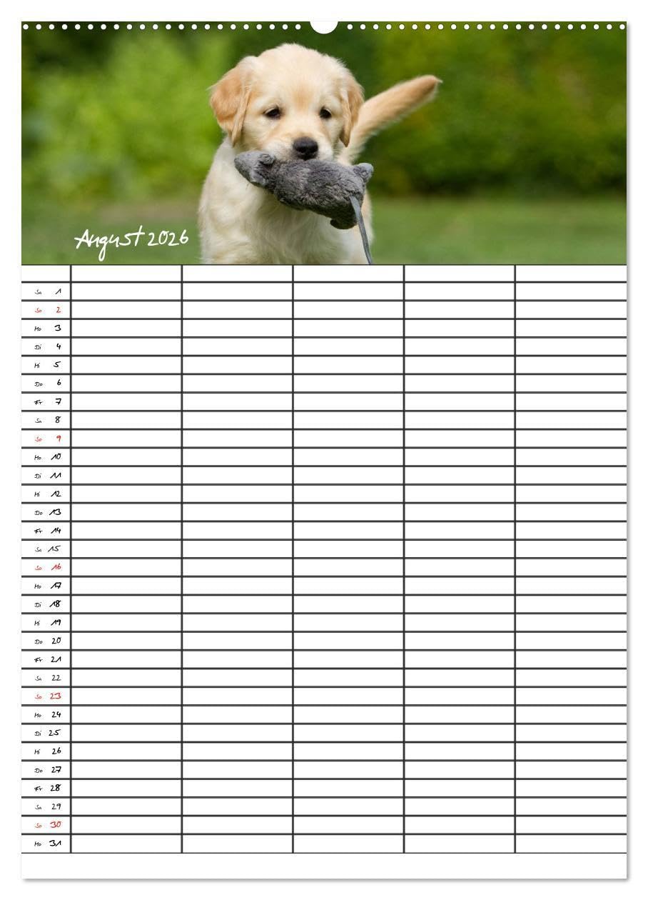 Familienplaner: Golden Retriever Welpen (Wandkalender 2026 DIN A2 hoch), CALVENDO Monatskalender: Dieser Familienplaner mit 5 Spalten wird Ihnen jeden ... Lächeln ins Gesicht zaubern. (CALVENDO Tiere)