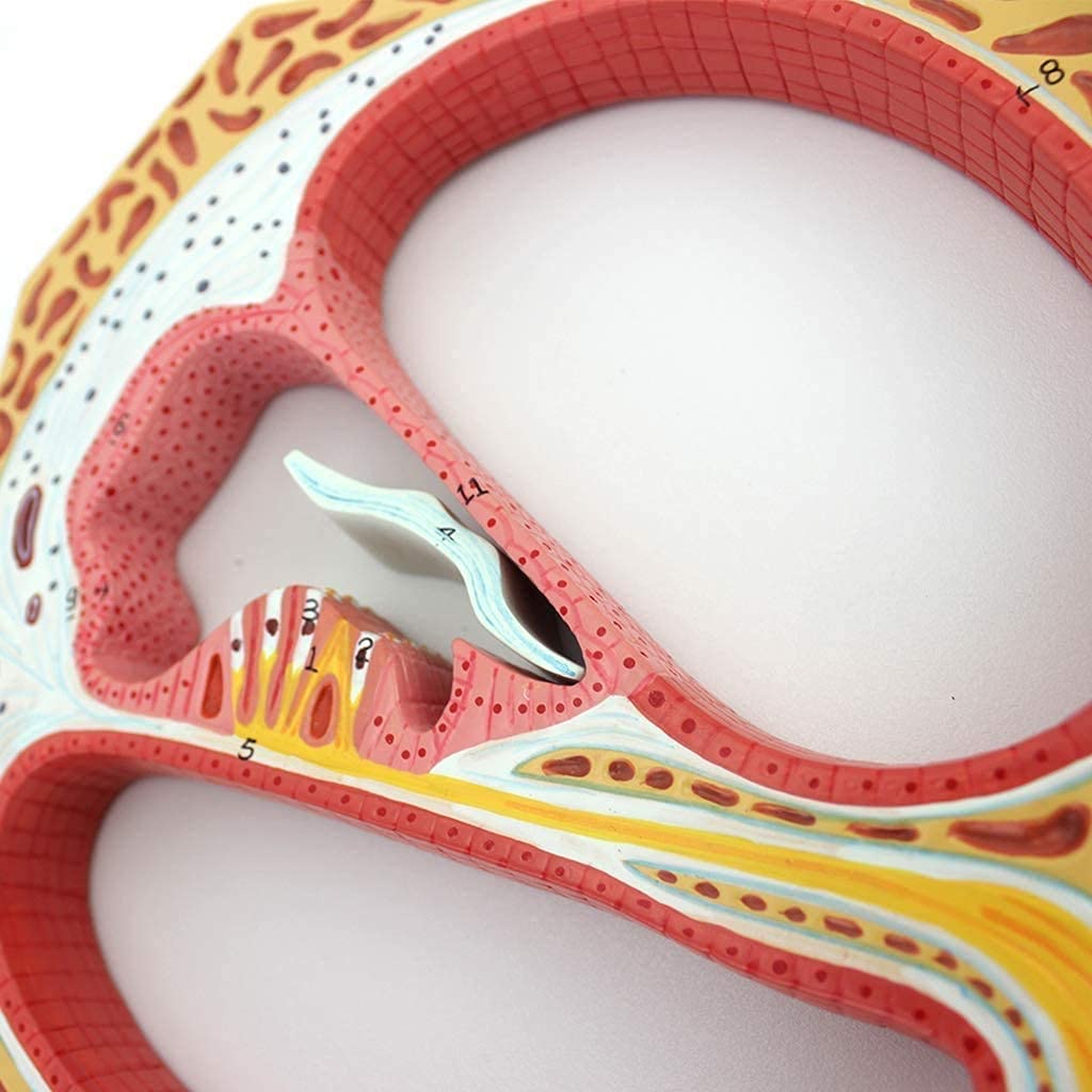Anatomie Anatomique, Modèle Anatomique, Organe Auditif, Organe, Corps De L'Oto-Rhino-Laryngologie, Matériel Didactique Médical, Modèle De Spirale Cochléaire