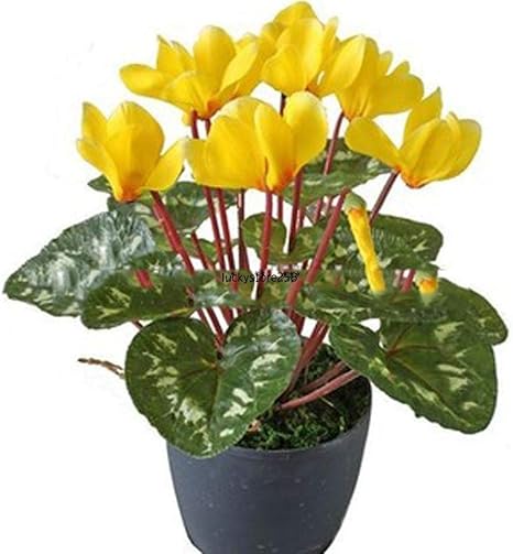 Amazon 種子 イエローシクラメンの花の種多年生開花のシクラメンの種lkr8 01 アートフレーム ポスター オンライン通販