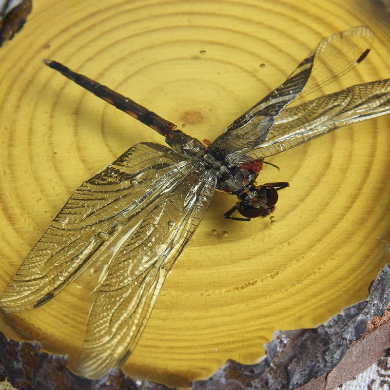 Amazon.com: Ximimark 1 PCS Beautiful Amber Dragonfly Fossil