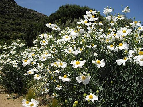Romneya coulteri PERENNIAL Seeds!