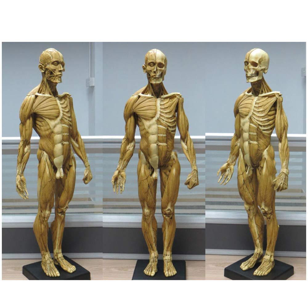 Modèle d'anatomie Figure d'anatomie Masculine - Squelette Musculaire et osseux du Corps Humain de 23 Pouces - Modèle de Peinture Anatomique de Squelette Humain pour étude de Dessin d'artiste
