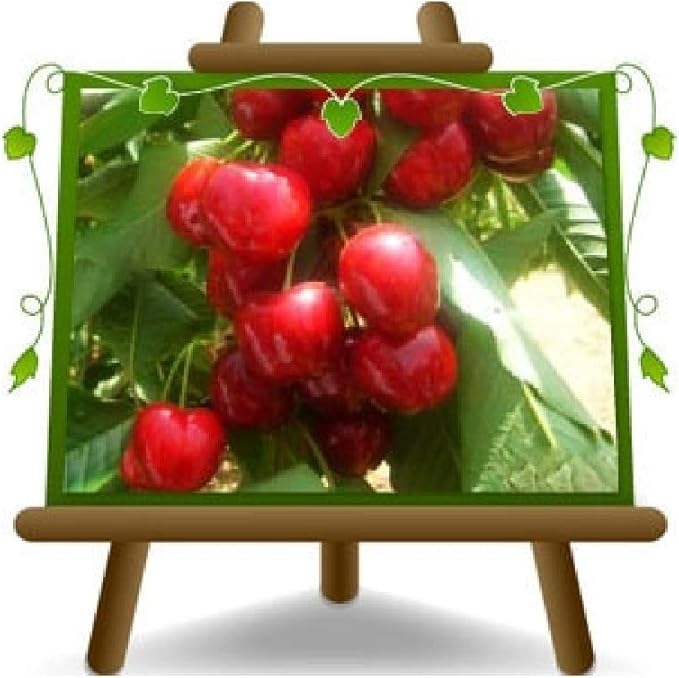 Ciliegio Dolce Graffione – Pianta Da Frutto In Vaso 20 Cm | Altezza Fino A 170 Cm | 2 Anni Di Età