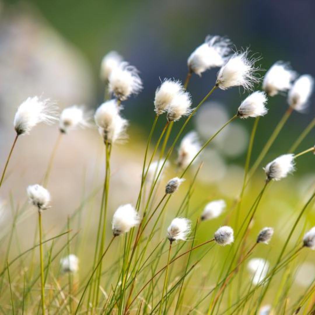 Eriophorum angustifolium Common Cotton Grass 9cm Pot x 3 - Hardy Evergreen British Native Perennial Aquatic Marginal Pond Plant for Wildlife Cover - Thompson & Morgan