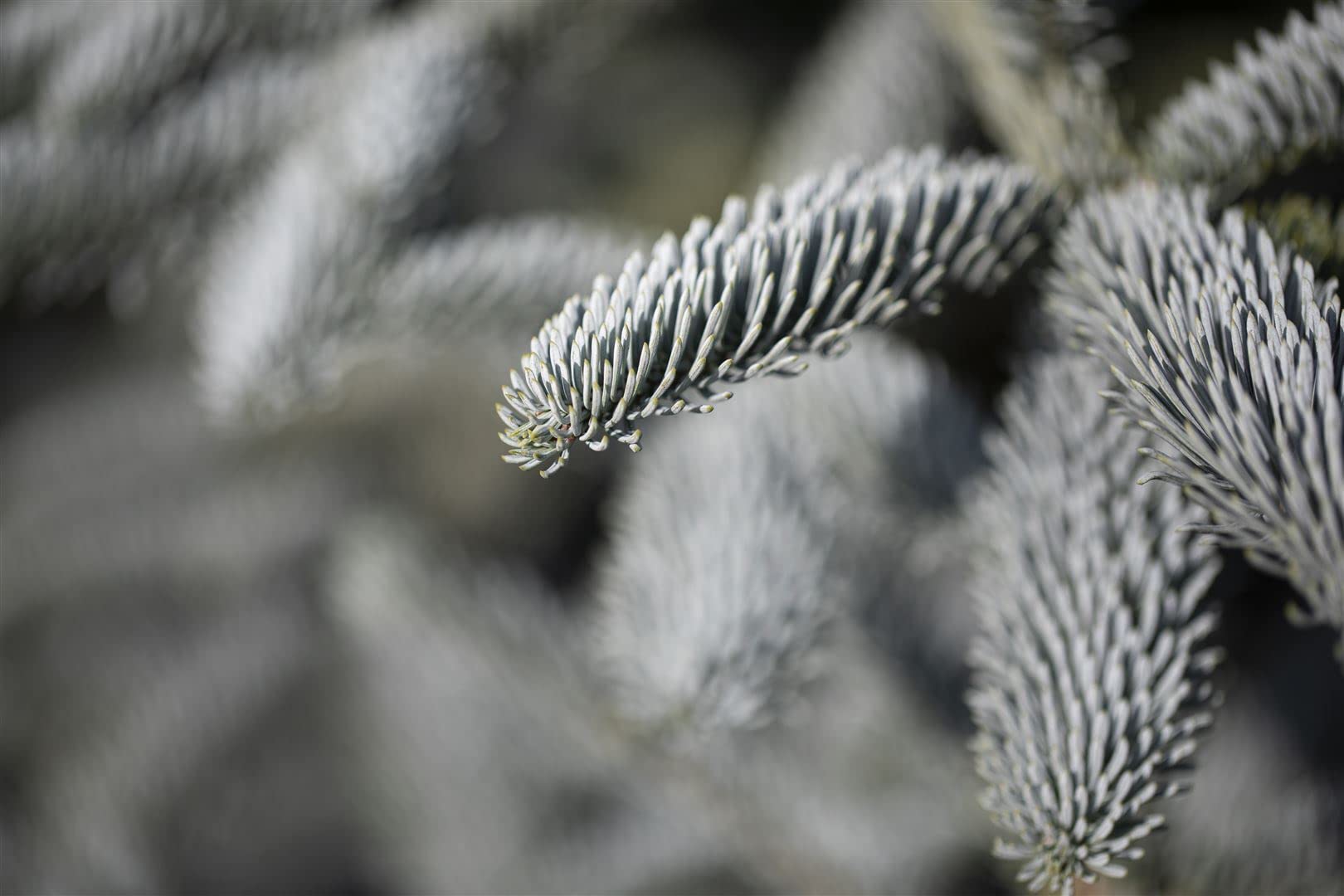 Abies procera 'Glauca' 25–30 cm – Winterhart, Immergrün, Pflegeleicht – Edeltanne – Weihnachtsbaum für Garten & Kübel