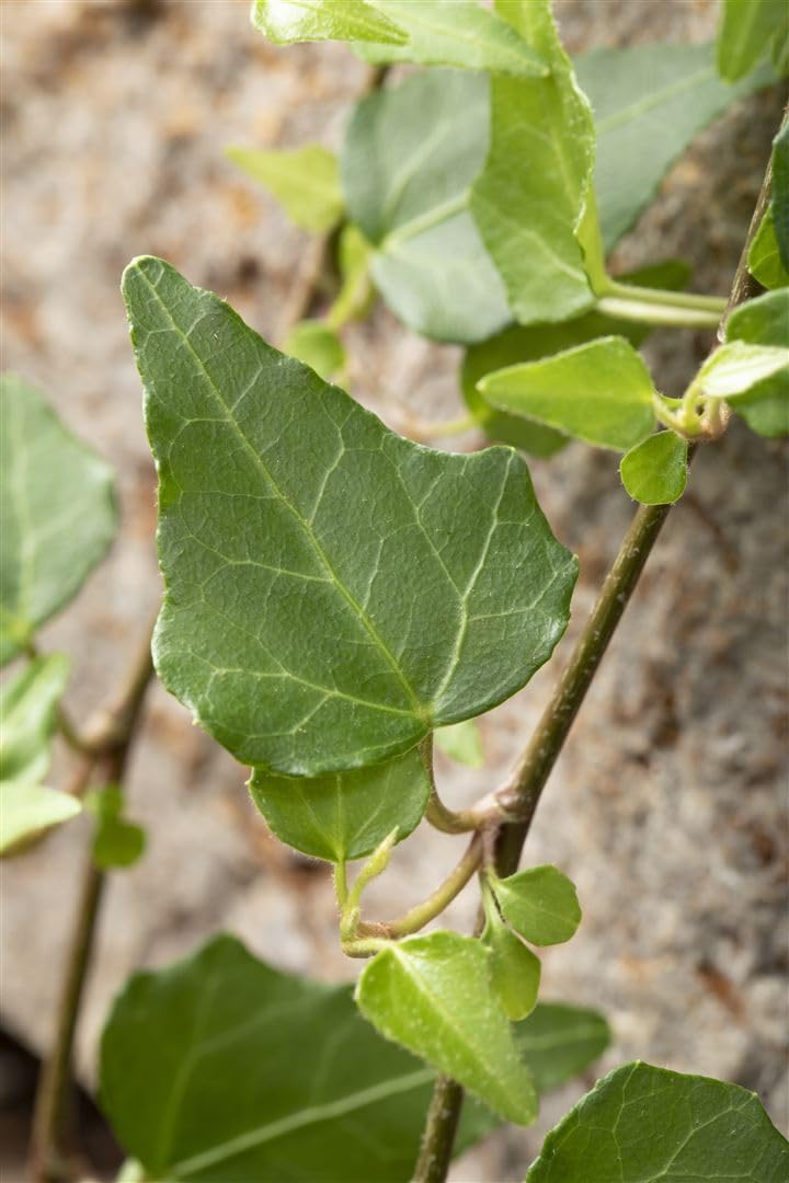 Hedera helix 'Mein Herz' ca. 9x9 cm Topf - Efeu, immergrn, ideal fr Kbel  und Wnde, pflegeleicht, luftreinigend : Amazon.de: Garten
