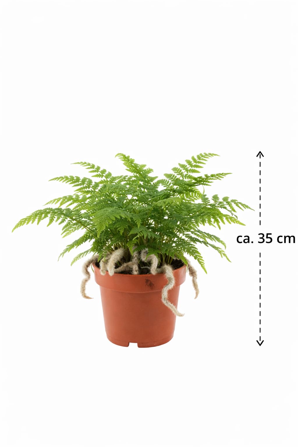 kentia palme 150 cm XXL Kentia Palme liefern lassen – Green Me Up main image 0