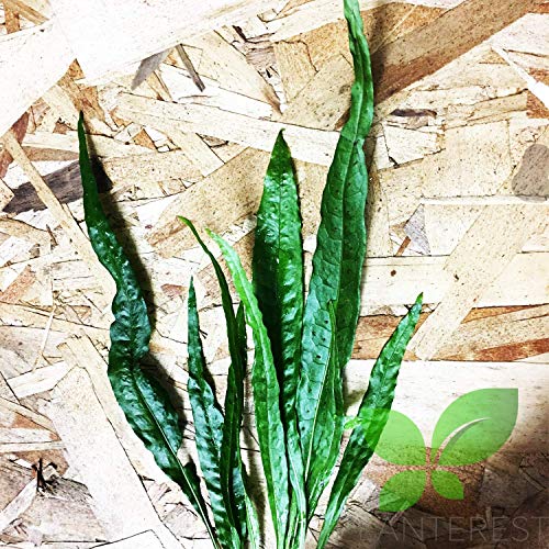 Planterest - Tall Java Fern Bundle Microsorum Pteropus Live Aquarium Plant Long Stems Decorations Buy2Get1Free #TOP5