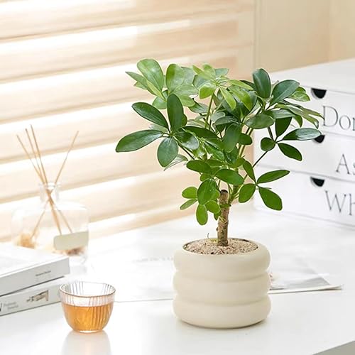 Miniatura 5 de Maceta de cerámica para interiores, maceta de 4.5 pulgadas con orificio de drenaje, maceta de cerámica con diseño de burbujas pequeñas para