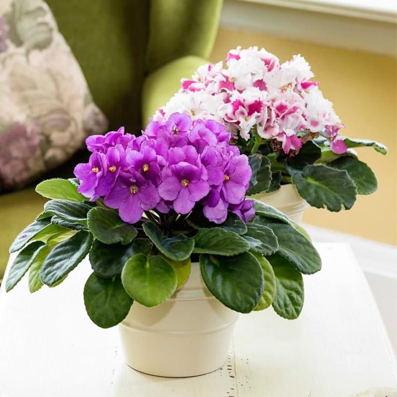 African Violet Imported Flower Bulbs Pack Of 2 Bulbs (Purple)-image-47