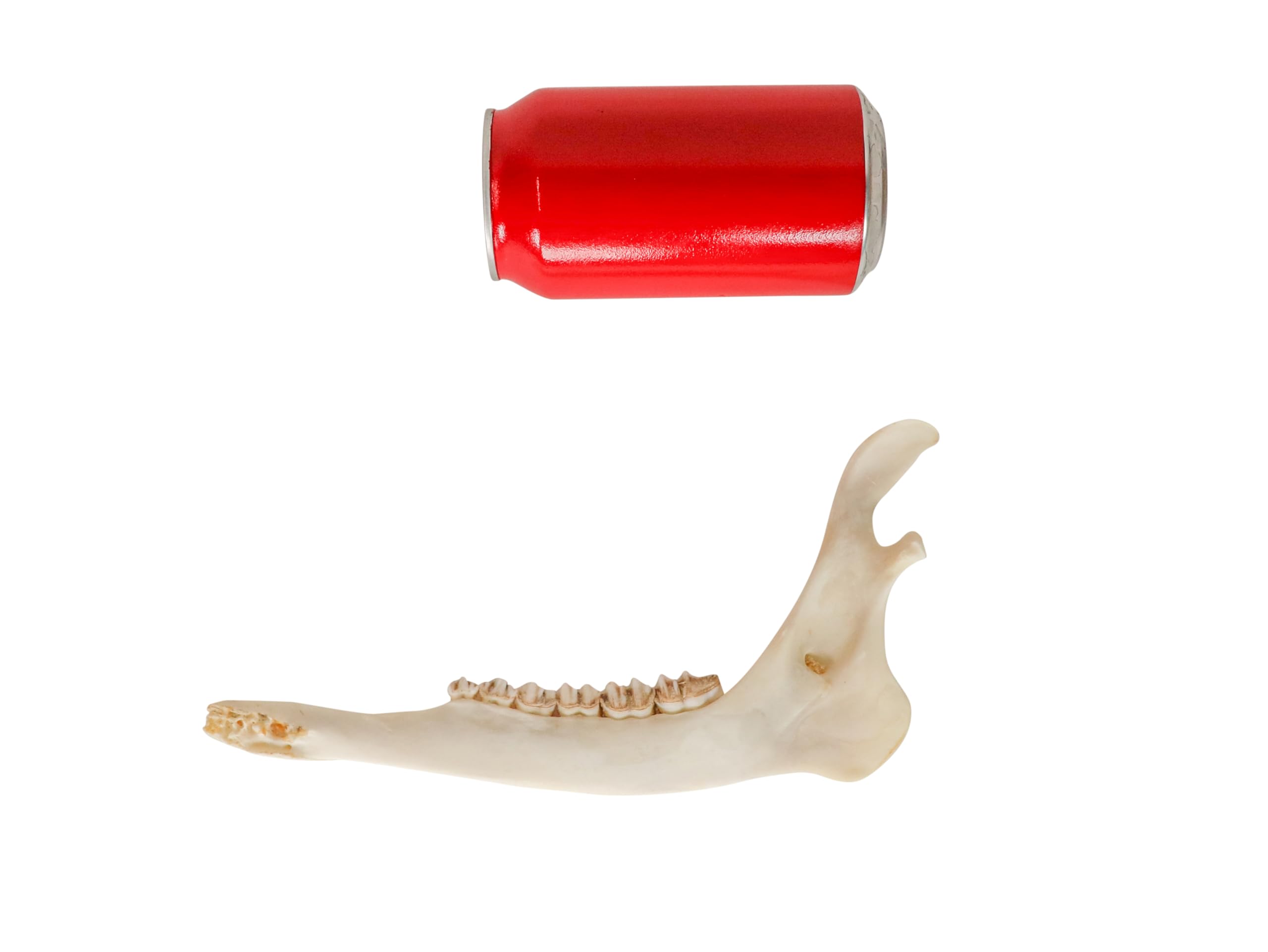 One Assorted Real Deer Jaw Bone