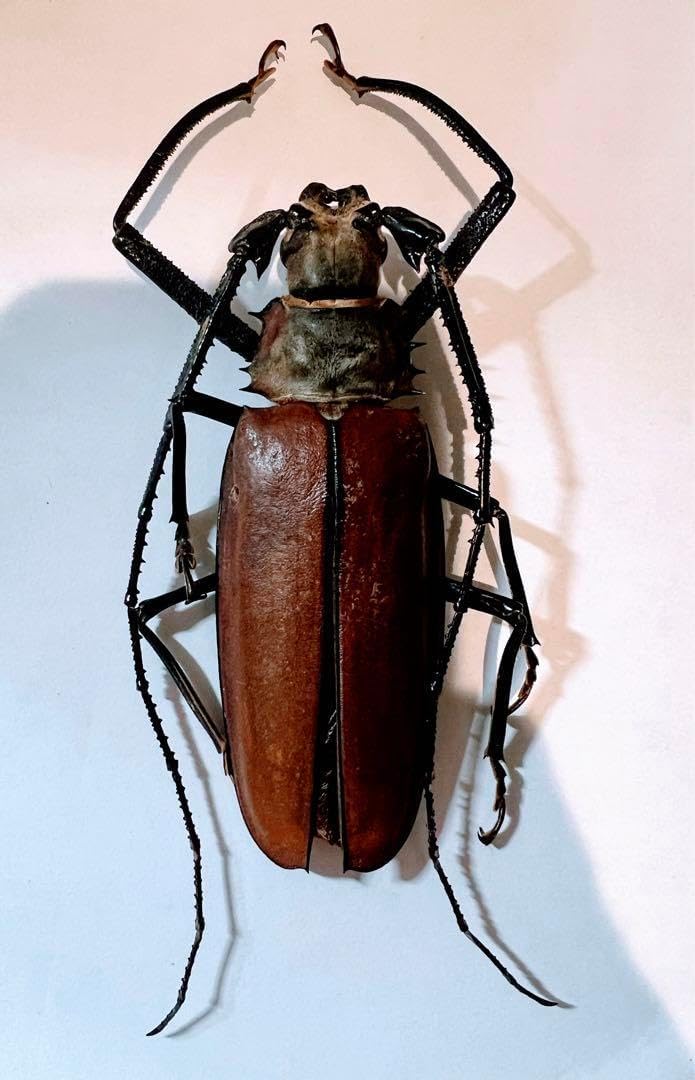 ペルーカミキリムシ　Callipogon Armillatus ？約112mm ペルーカミキリムシ Callipogon Armillatus ？約112mm 【公式通販】