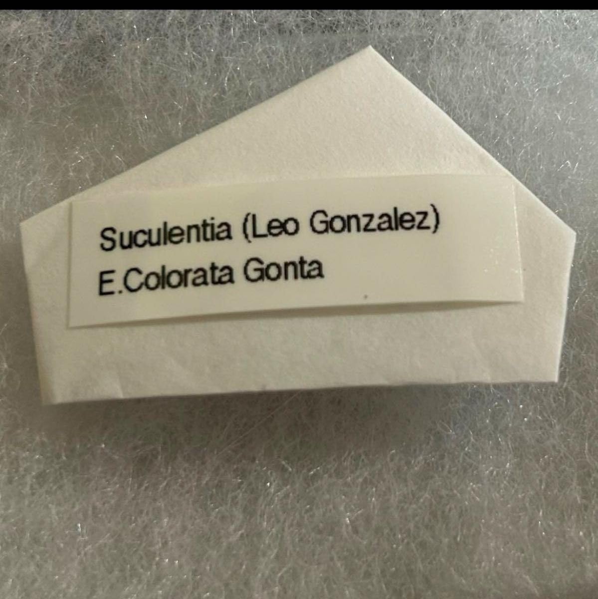 多肉原種‼️選抜‼️Echeveria colorata'Gonta' 種子30粒 多肉原種‼️選抜‼️Echeveria colorata'Gonta' 種子30粒