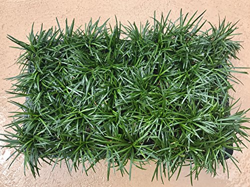 Dwarf Mondo Grass - 40 Live Plants - Shade Loving Evergreen Ground Cover Ophiopogon Japonicus Nanus #TOP2