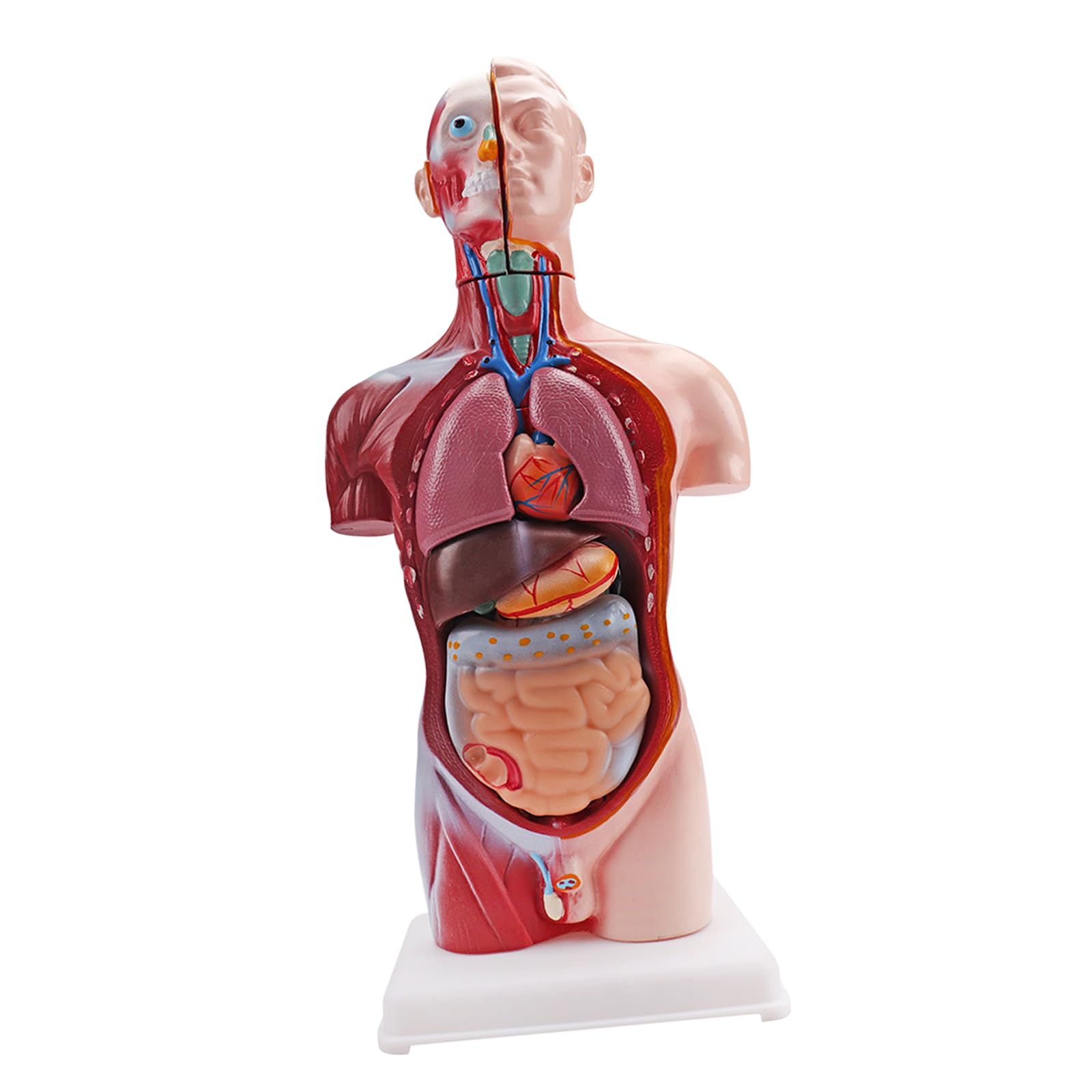 Modello di torso di educazione scientifica con sezioni di anatomia contrassegnate a colori | Base verticale, pezzo dimostrativo per studio scolastico, guida alla preparazione delle lezioni