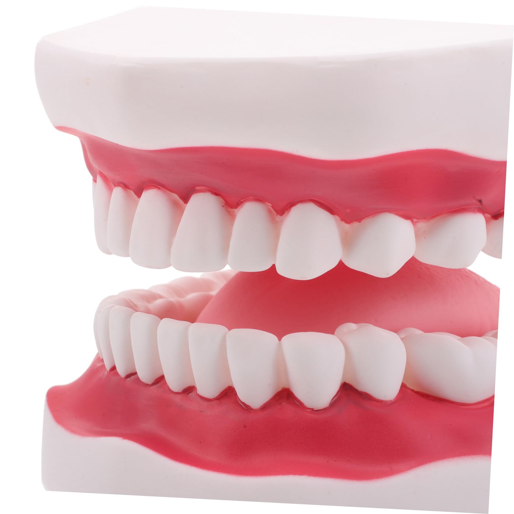 Modello Typodont Ingrandito Gengive e Lingua Realistico per Insegnamento e Ortodontica Portatile e Durevole per Formazione Odontoiatrica e Preparazione Esami