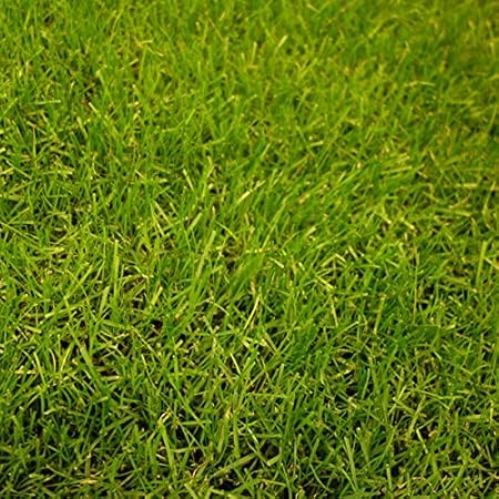 Amazon 芝の種 トールフェスク インフェルノ1kg 運動場 サッカーグラウンド ゴルフ場に 細葉 緻密 芝生 50平米分 芝生