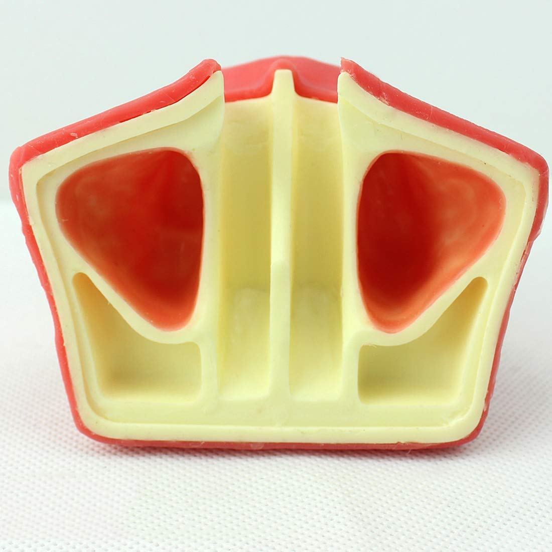 Educational Model Oral Dental Implant Surgery Maxillary Maxillary Sinus Floor