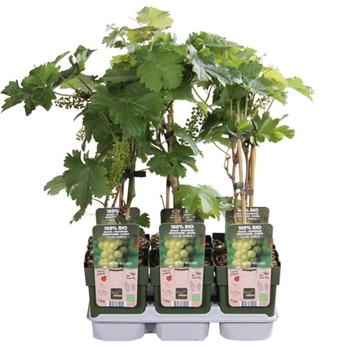 2er-Set Weinreben „Johanniter“ (Vitis vinifera) – robuste weiße Tafeltraube, winterharte Rebsorte im Topf, 30–50 cm Gesamthöhe, ideal für Garten & Terrasse