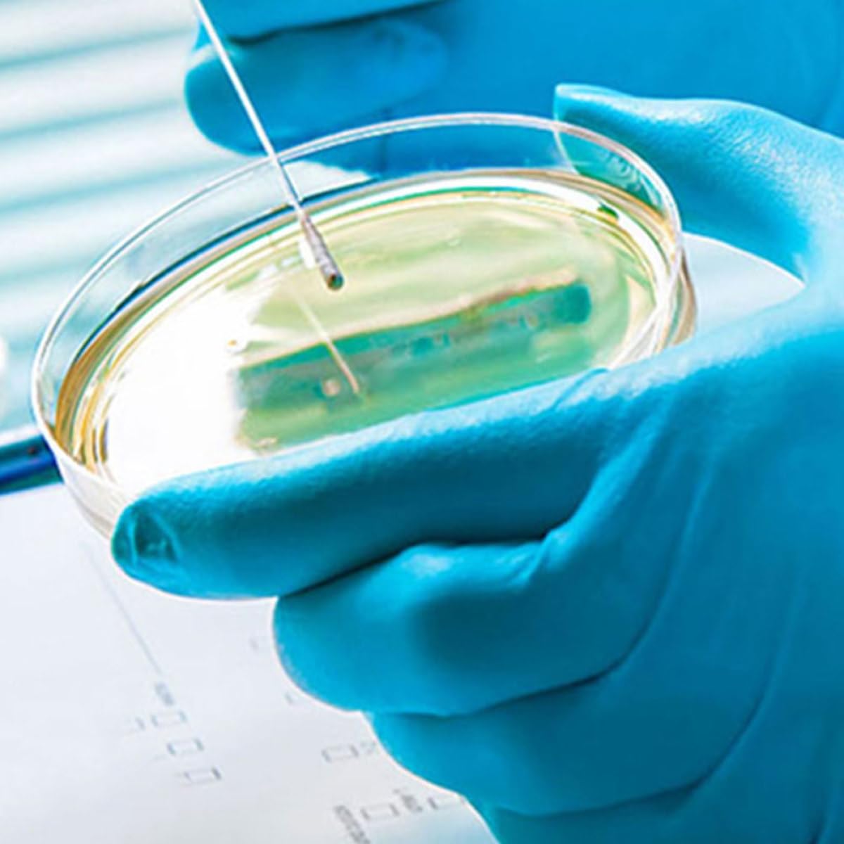 10 x 100mm Clear Laboratory Petri Dish Lids Sterile Culture Containers for Scientific Analysis and Lab Experiments