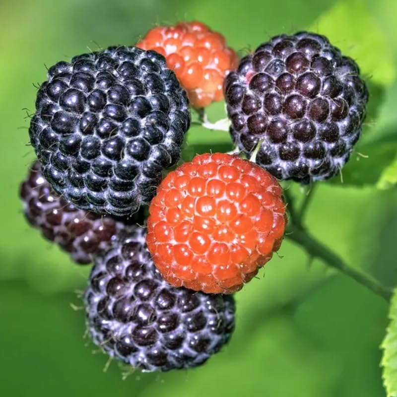 1 Black Raspberry Plant Live for Planting, Potted 20-30 Inch Tall, Black Raspberry Bushes Live Plant, Sweet Raspberry Fruit Trees