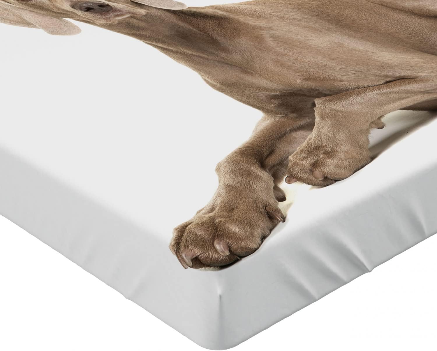 Ambesonne Skeleton Fitted Sheet, Simple Monochrome Pattern of Pointing Funny Spooky Halloween, Bed Cover with All-Round Elastic Deep Pocket for Comfort, King Size, Charcoal Grey and White