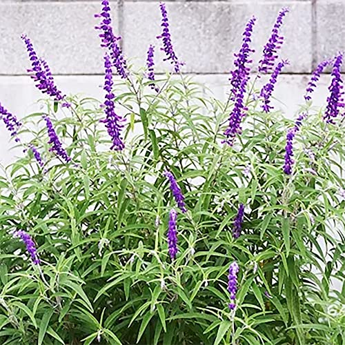 QAUZUY GARDEN 20 Mexican Bush Sage (Salvia Leucantha) Velvet Sage Seeds, Non-GMO Heirloom Flower Seeds, Striking Showy Garden Flower, Attract Pollinators, Low-Maintenance