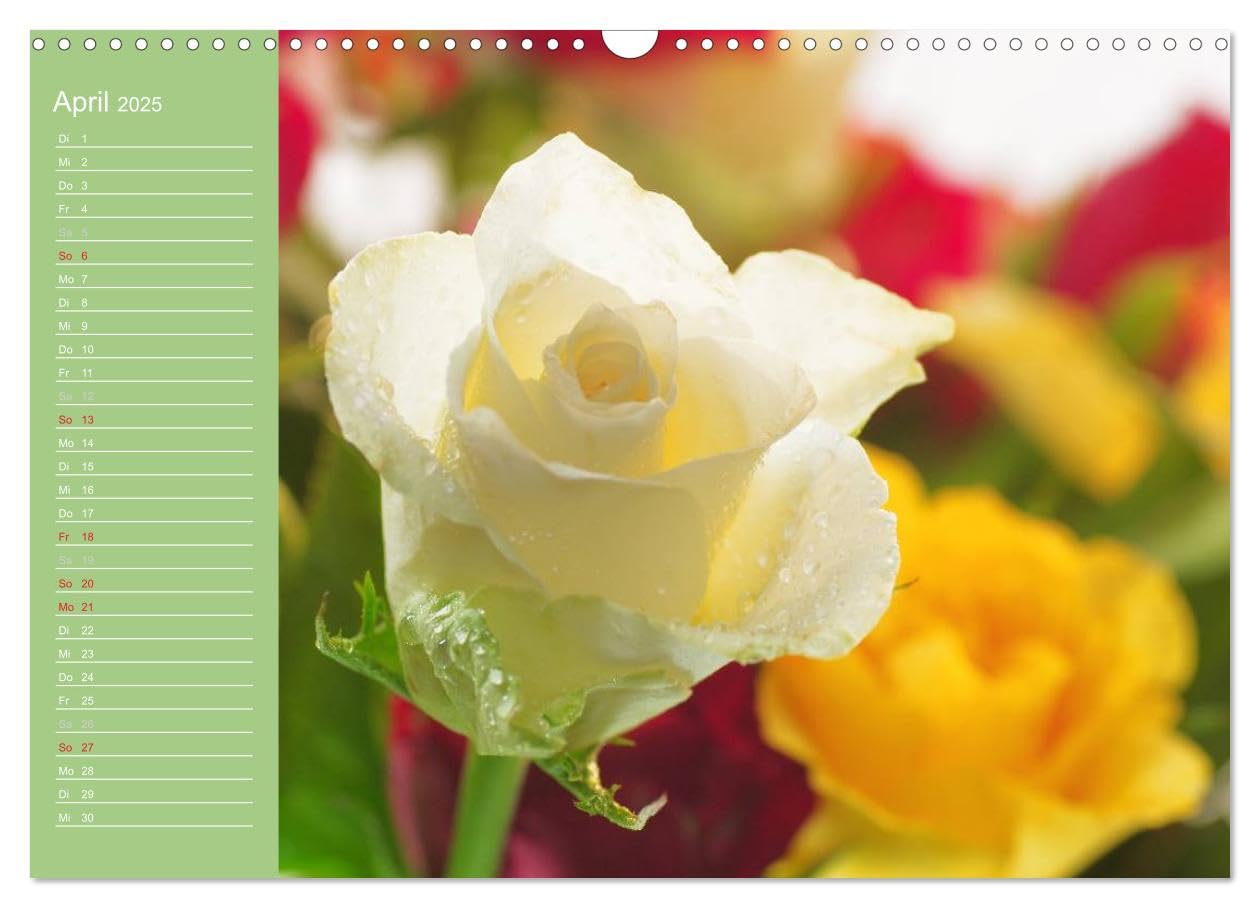 Rosen Blüten Terminkalender (Wandkalender 2025 DIN A3 quer), CALVENDO Monatskalender: Ein Terminkalender in dem die Schönheit und die Vielfältigkeit der Rosen zu sehen ist (CALVENDO Natur)