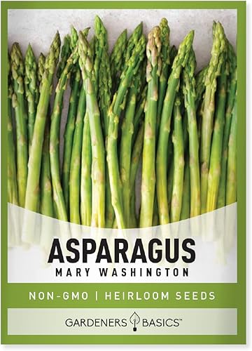 Gardeners Basics, Semillas de espárragos para plantar – Mary Washington Variedad de vegetales perennes sin OMG – 0.07 oz de semillas ideales para