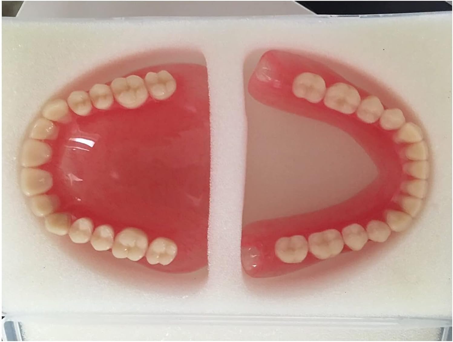 Modello di dente per l'insegnamento, strumento dimostrativo per denti superiori e inferiori, per bambini e studenti di odontoiatria, modello anatomico della bocca per studio e pratica