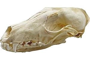 Real Animal Skulls: Fox