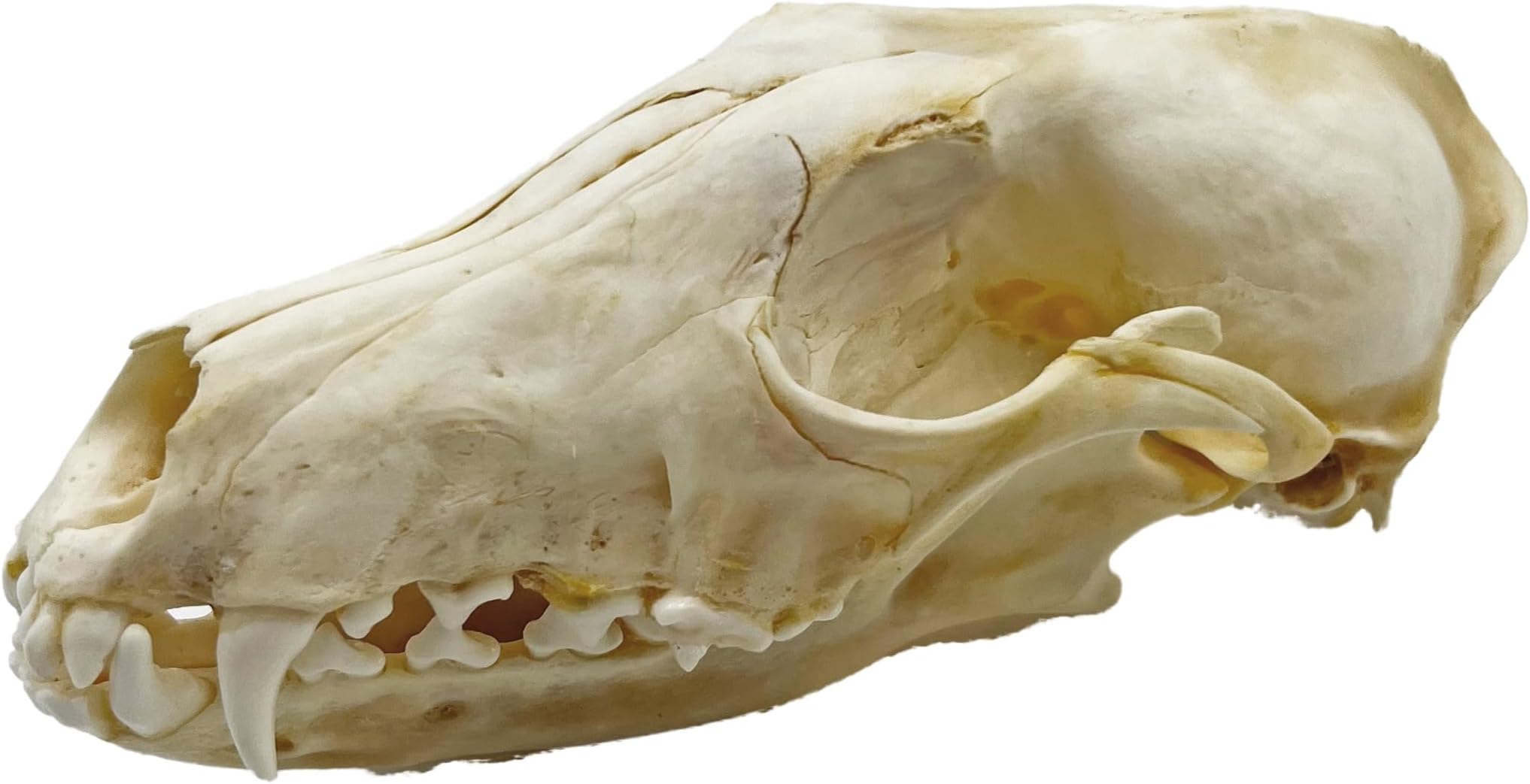 Taxidermy Real Animals Skull Decor - Model Animals Bones Specimen,Taxidermy Supplies for Science Education,Collection (Fox)