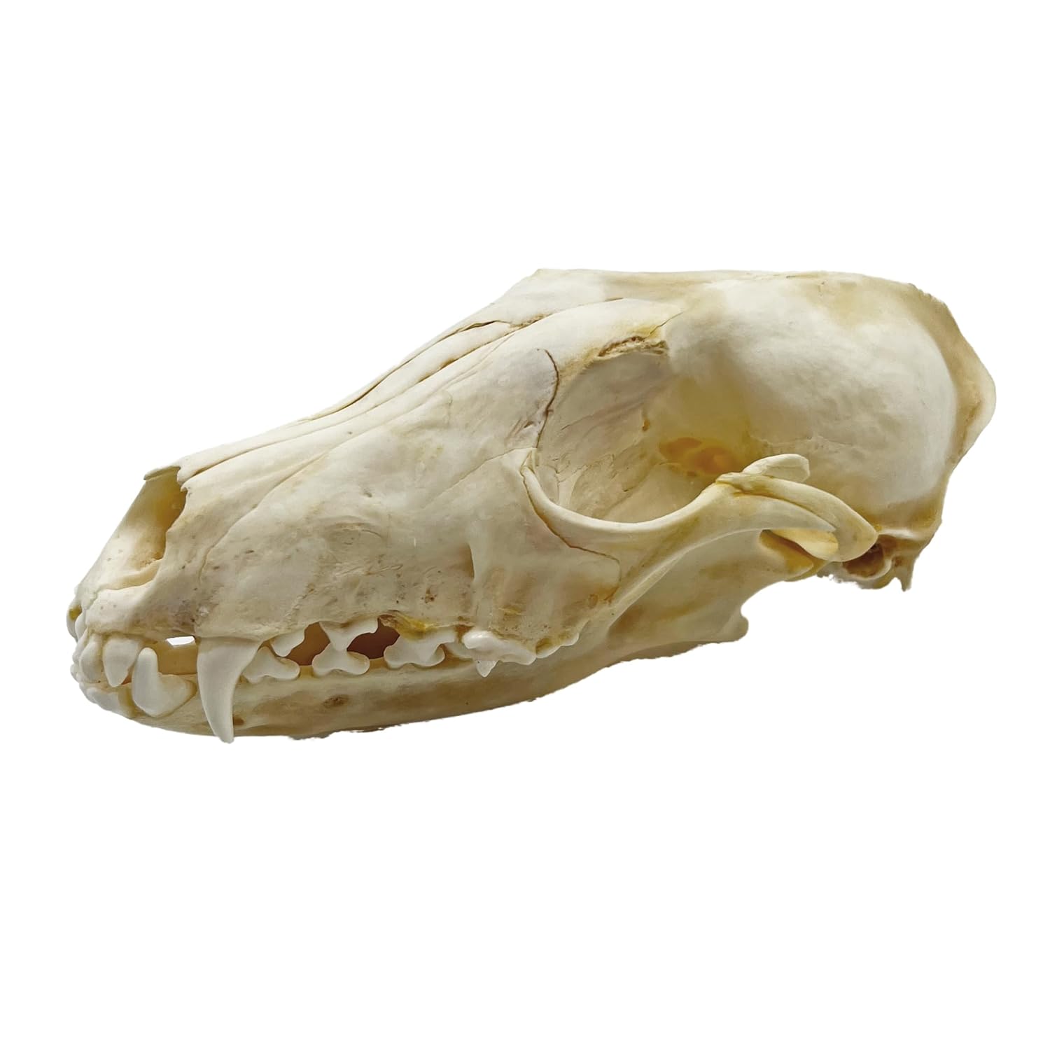 Taxidermy Real Animals Skull Decor - Model Animals Bones Specimen,Taxidermy Supplies for Science Education,Collection (Fox)