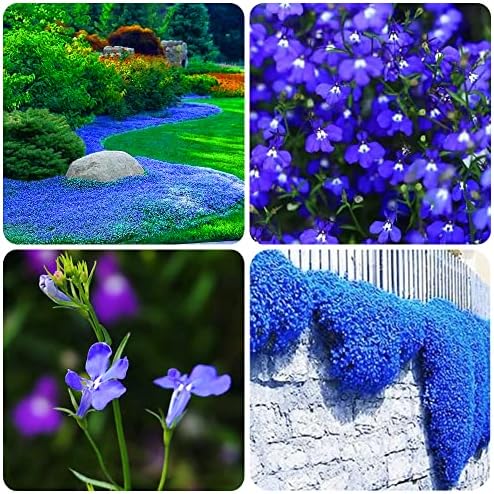 1000+ Blue Creeping Thyme Seeds for Planting, Dwarf Ground Cover Plants Easy to Plant and Grow, for Rocks and Lawns