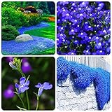 1000+ Blue Creeping Thyme Seeds for Planting, Dwarf Ground Cover Plants Easy to Plant and Grow, for Rocks and Lawns
