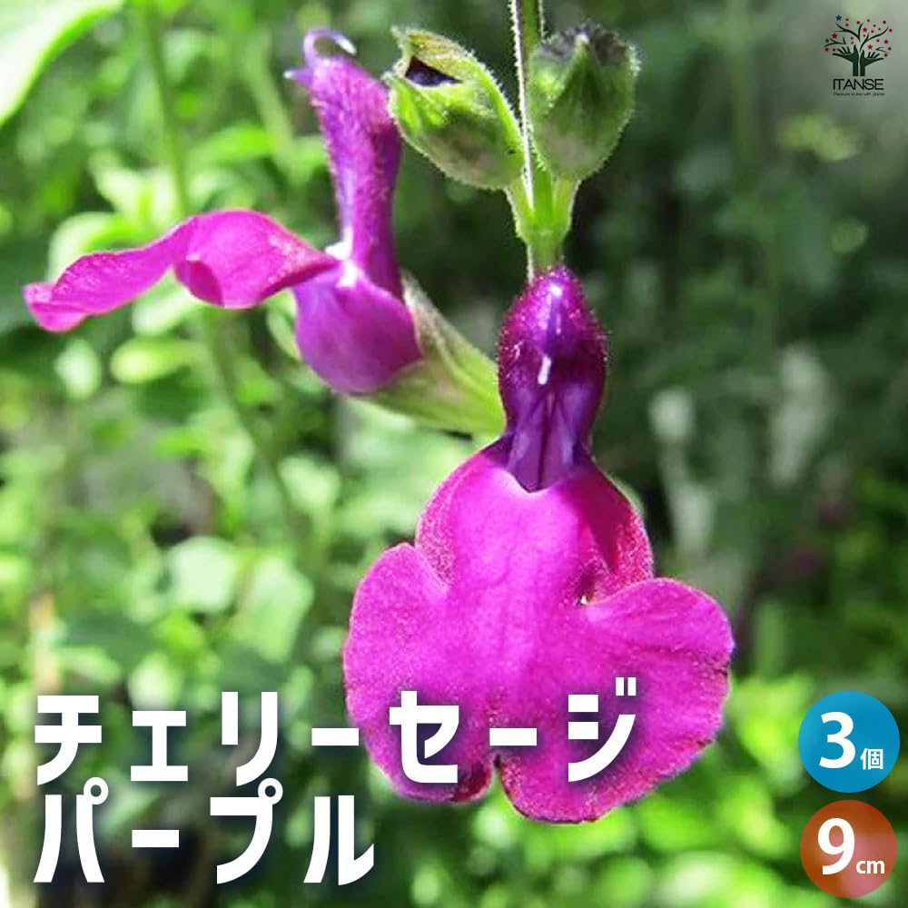 Amazon.co.jp: ITANSE チェリーセージ パープル 3号 3個セット